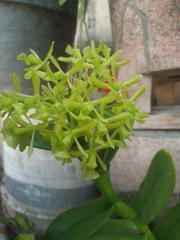 Epidendrum melistagum