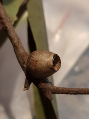 Doratifera vulnerans