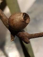 Doratifera vulnerans