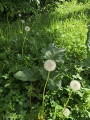 Taraxacum officinale