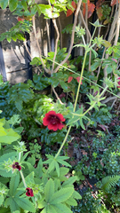 Potentilla thurberi