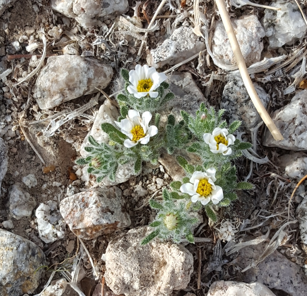 Leastdaisies and Desertstars