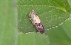 Epiblema tripartitana