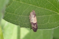 Epiblema tripartitana