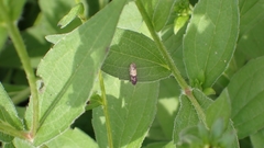 Epiblema tripartitana