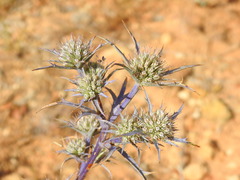 Eryngium dilatatum