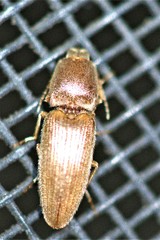 Conoderus scissus
