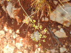 Bupleurum rigidum paniculatum