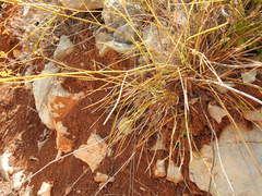 Bupleurum rigidum paniculatum