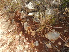 Bupleurum rigidum paniculatum