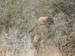 Giraffa camelopardalis reticulata