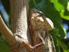 Furcifer oustaleti