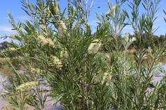 Melaleuca paludicola