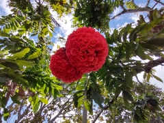 Brownea ariza