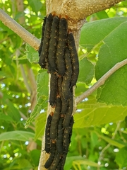 Arsenura polyodonta