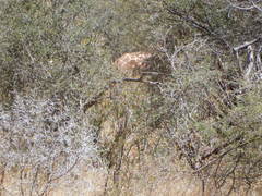 Giraffa camelopardalis reticulata