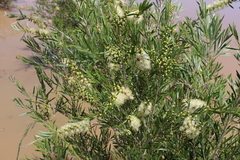 Melaleuca paludicola