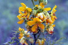 Senna hirsuta