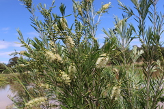 Melaleuca paludicola