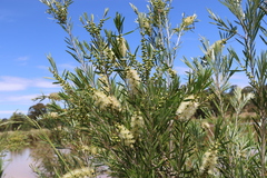 Melaleuca paludicola