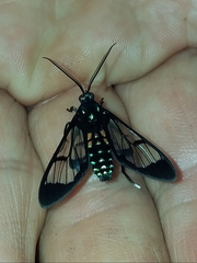 Cosmosoma xanthosticta