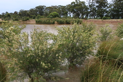 Melaleuca paludicola