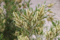 Melaleuca paludicola