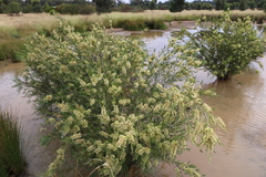Melaleuca paludicola