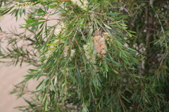 Melaleuca paludicola