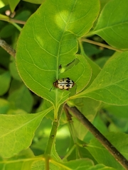 Chrysogramma