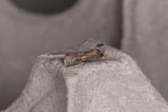Acontiinae