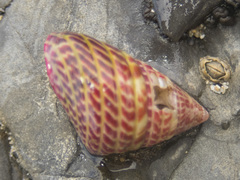 Prothalotia pulcherrima