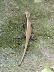 Zonosaurus madagascariensis