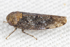 Paraphlepsius collitus