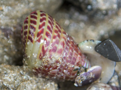 Prothalotia pulcherrima