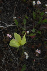 Papaver lapponicum orientale