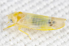 Empoa querci