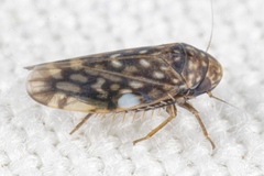Xestocephalus superbus