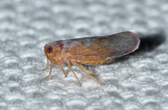 Omolicna