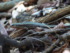 Zonosaurus madagascariensis