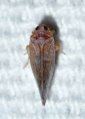 Omolicna