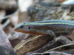 Zonosaurus madagascariensis