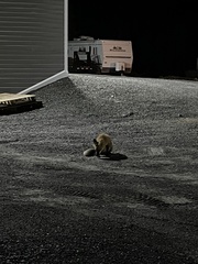 Vulpes vulpes deletrix