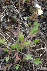 Papaver lapponicum orientale