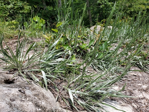 Image of Pityopsis graminifolia by (c) Tom Field, some rights reserved (CC BY)