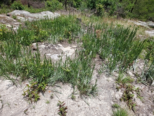 Image of Pityopsis graminifolia by (c) Tom Field, some rights reserved (CC BY)