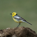 Citrine Wagtail - Photo (c) Sergey Pisarevskiy, some rights reserved (CC BY-NC-SA)