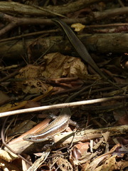 Zonosaurus madagascariensis