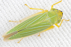 Draeculacephala noveboracensis