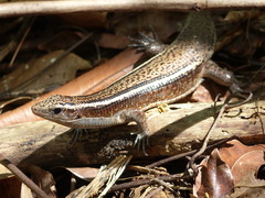 Zonosaurus madagascariensis